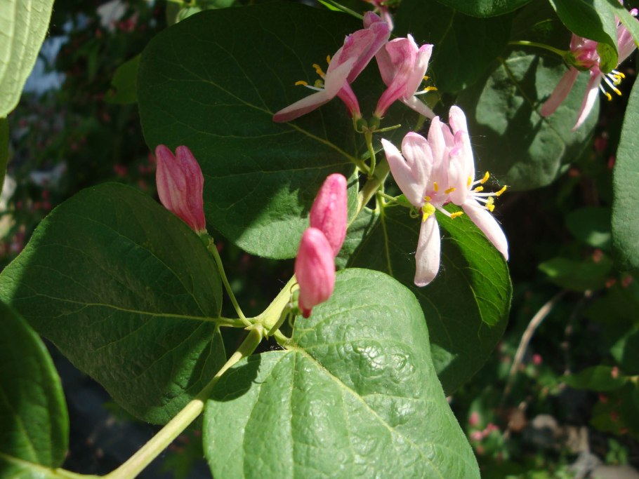 Актинидия коломикта размножение