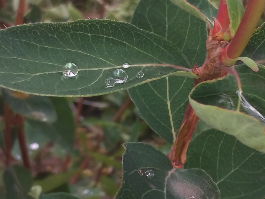 Жимолость синяя птица