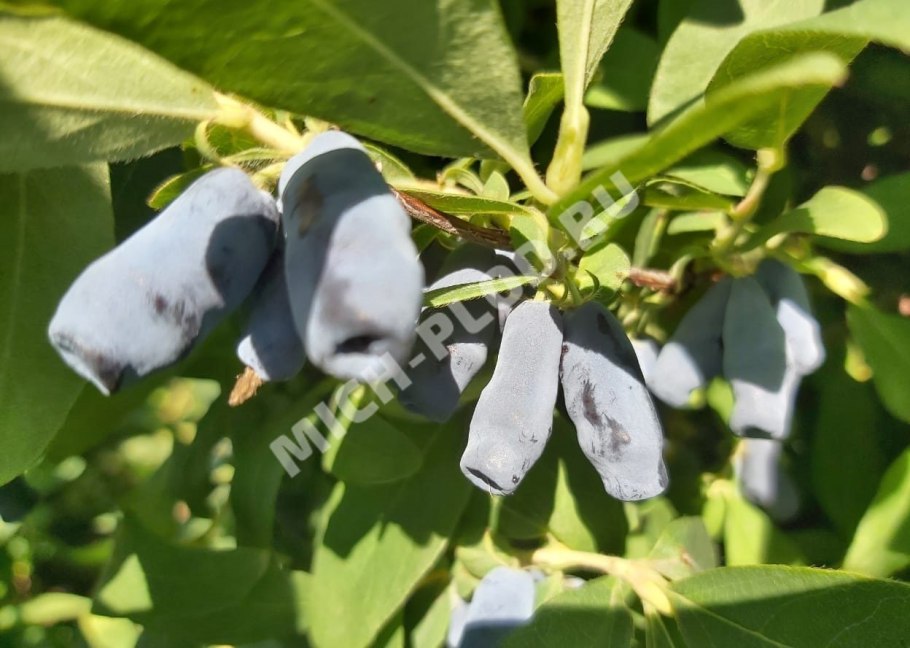 Жимолость плоды сердечки