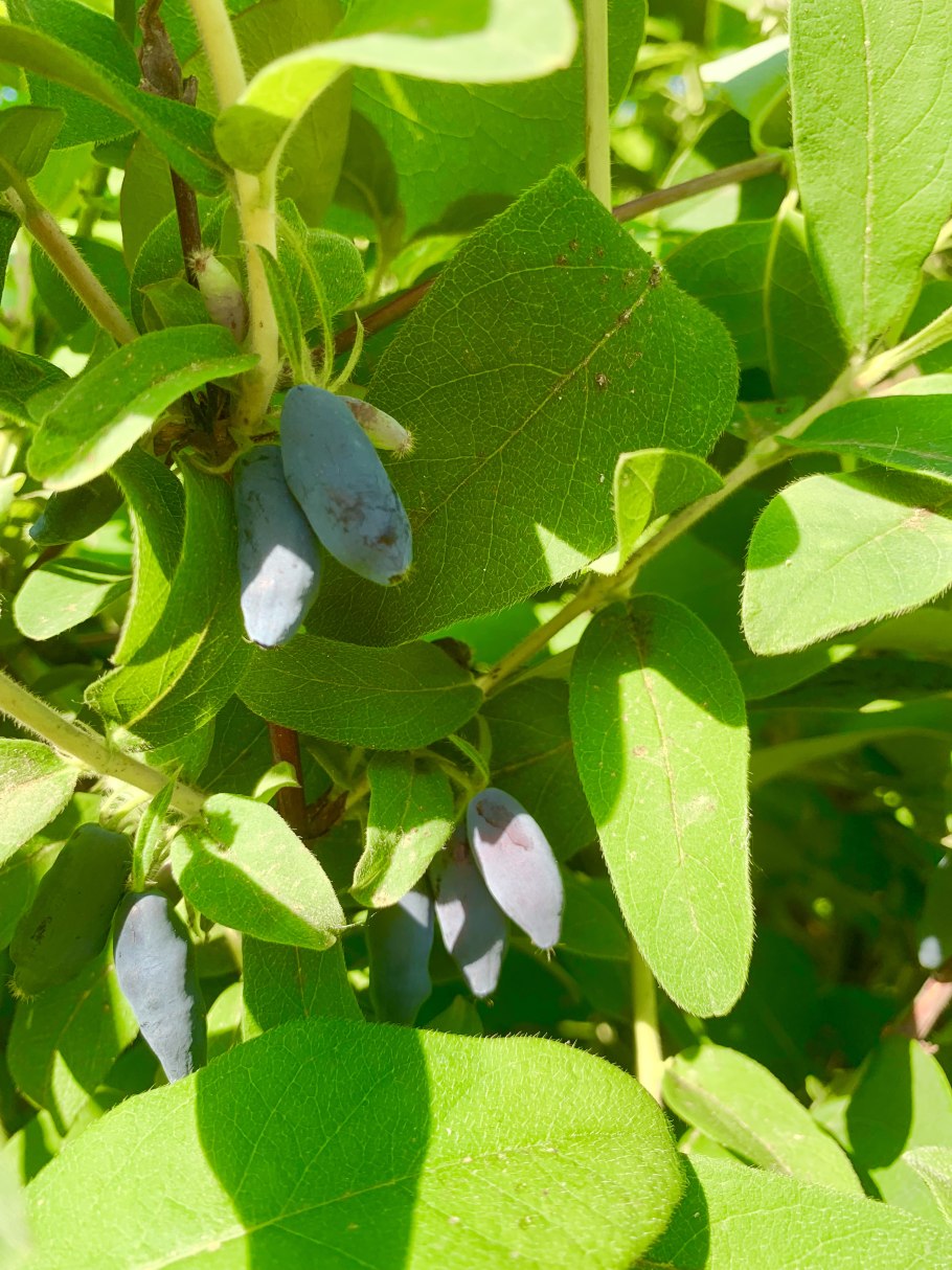 Жимолость Гжелка