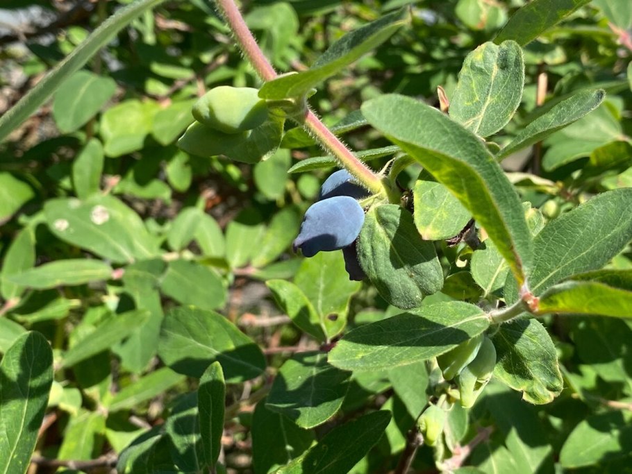 Жимолость красная съедобная финская Синдишен