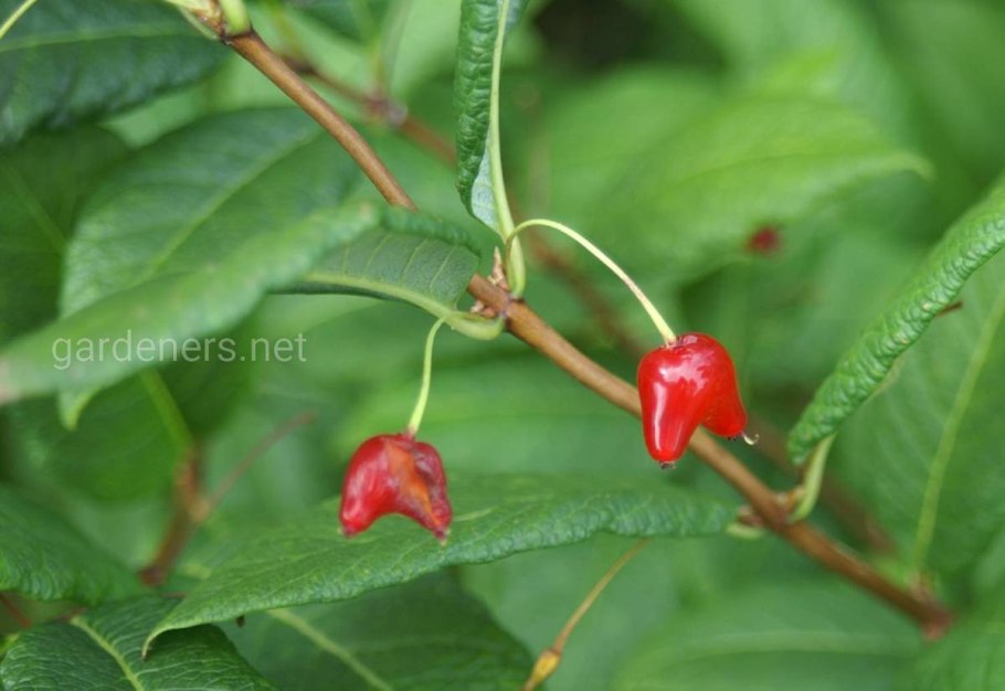 Жимолость Максимовича Дальний Восток