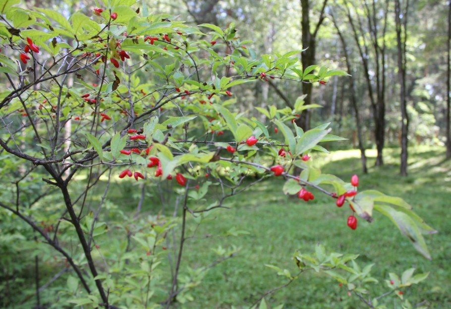 Lonicera maximowiczii
