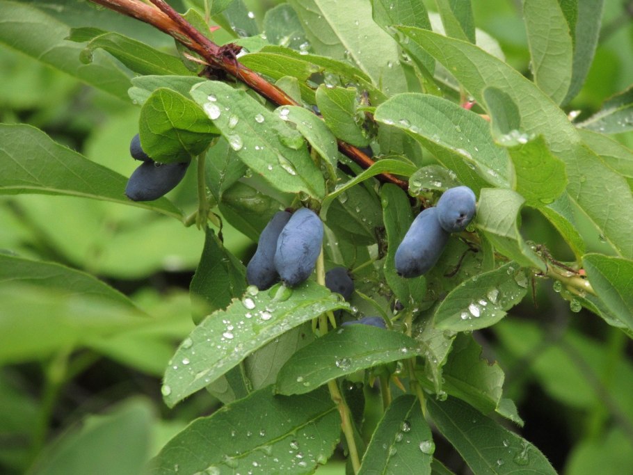 Жимолость Генри