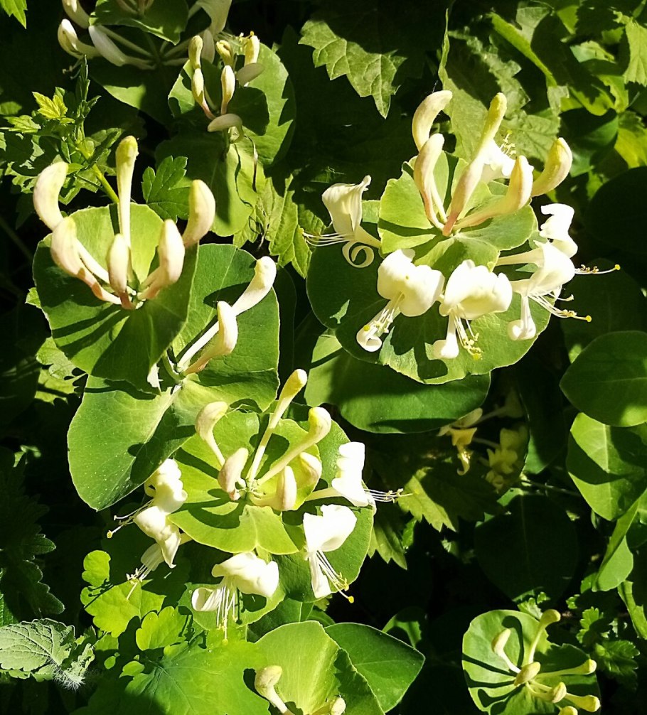 Жимолость жимолость Максимовича