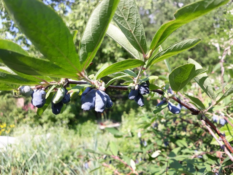 Жимолость Максимовича каприфоль