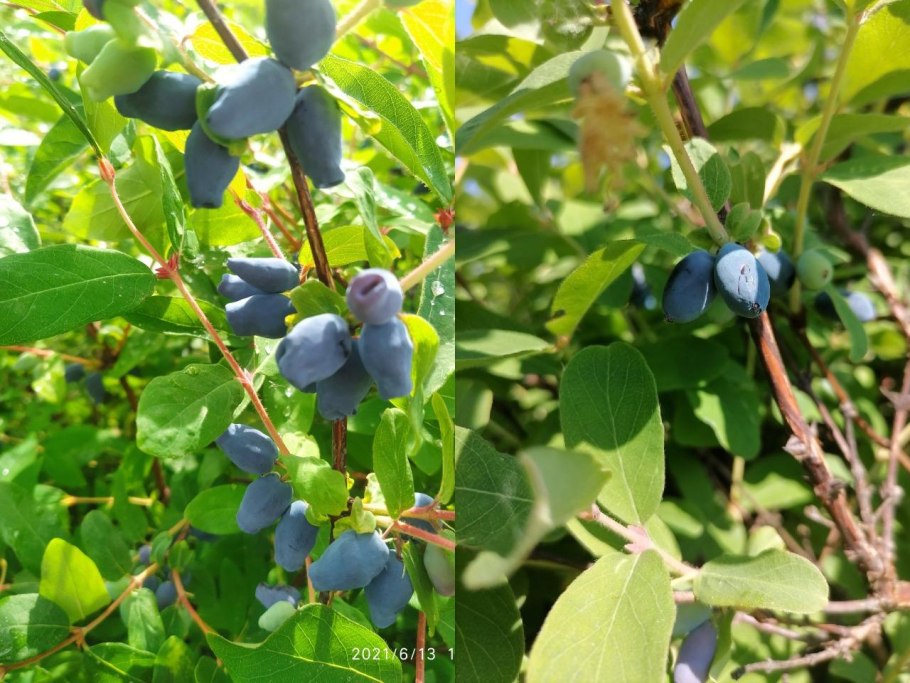 Жимолость в питомнике