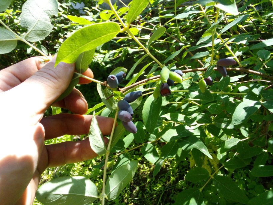 Жимолость Шамиссо