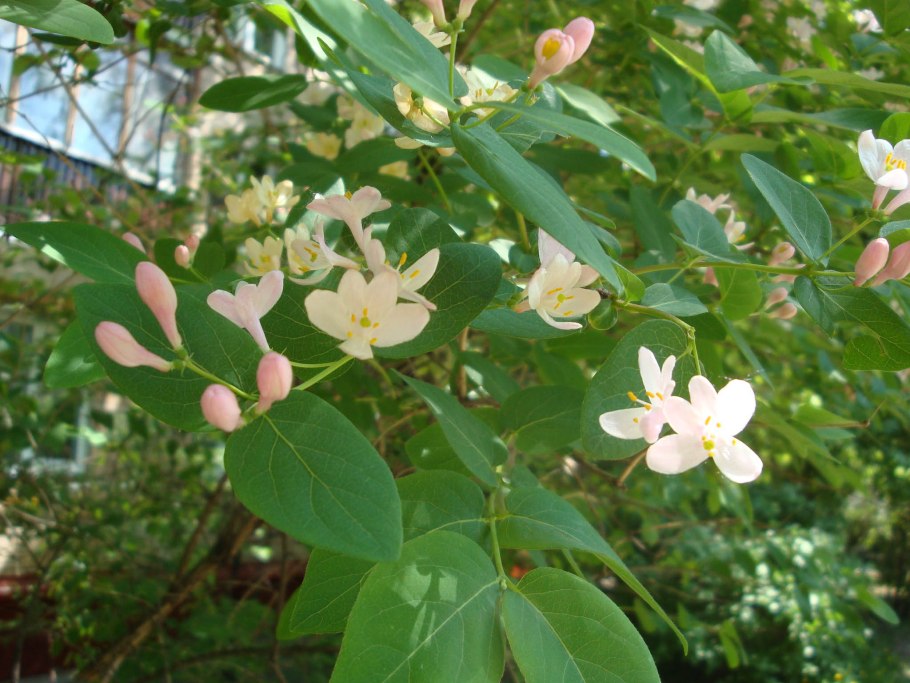 Жимолость Королькова