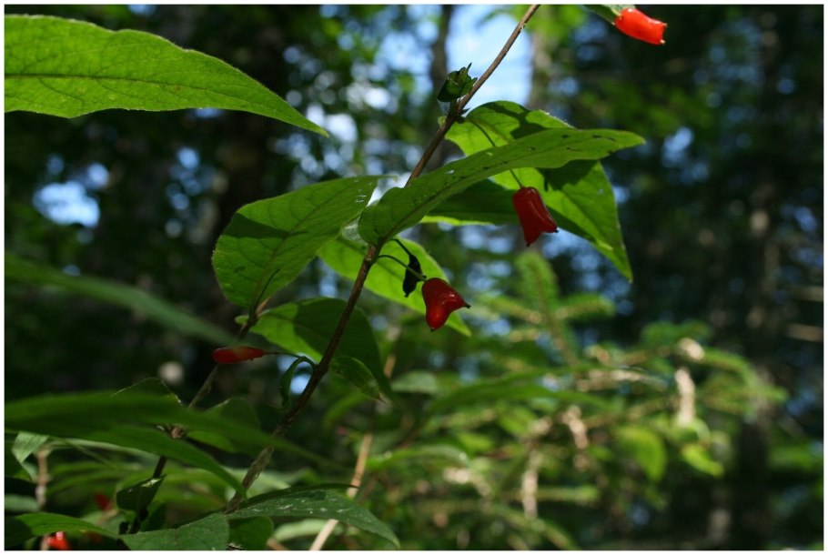 Жимолость жимолость Максимовича