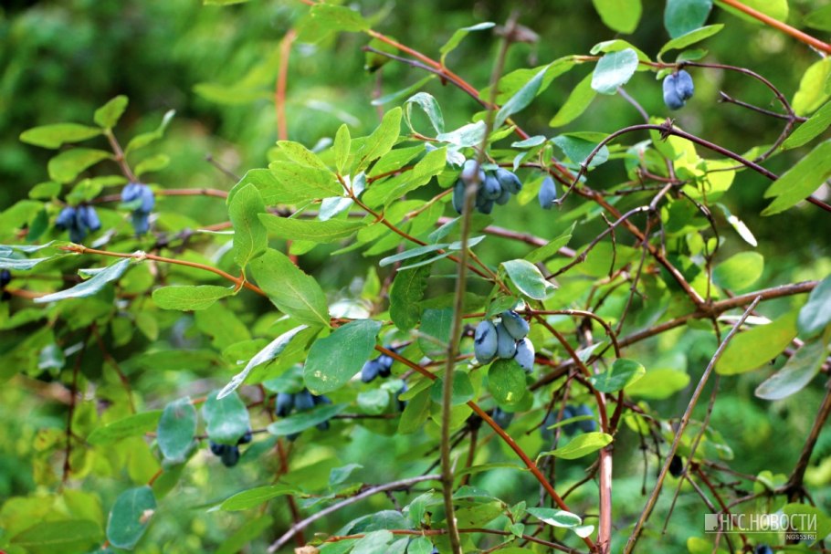 Жимолость обыкновенная саженец
