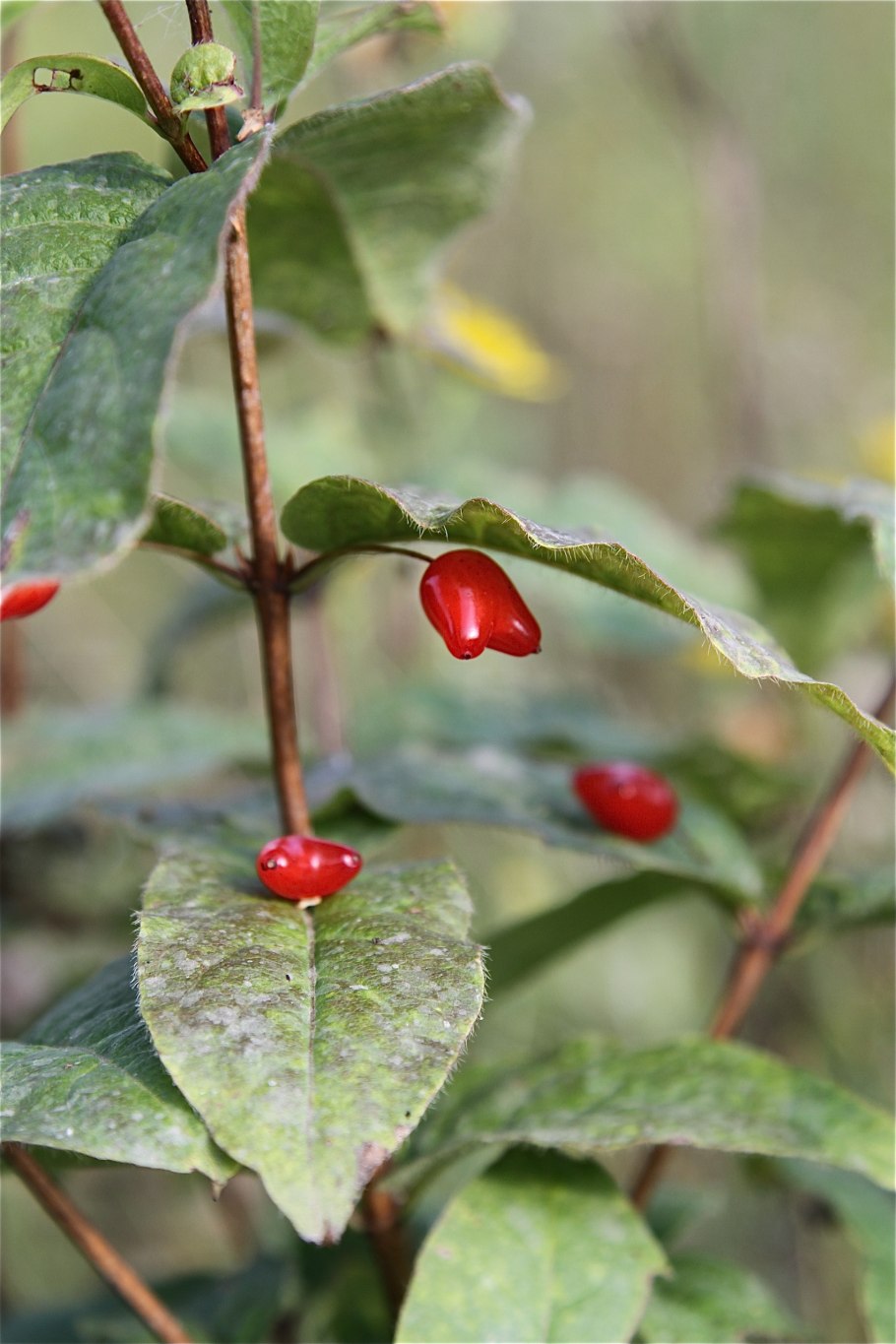 Жимолость Максимовича красная