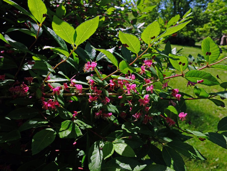 Жимолость Максимовича куст