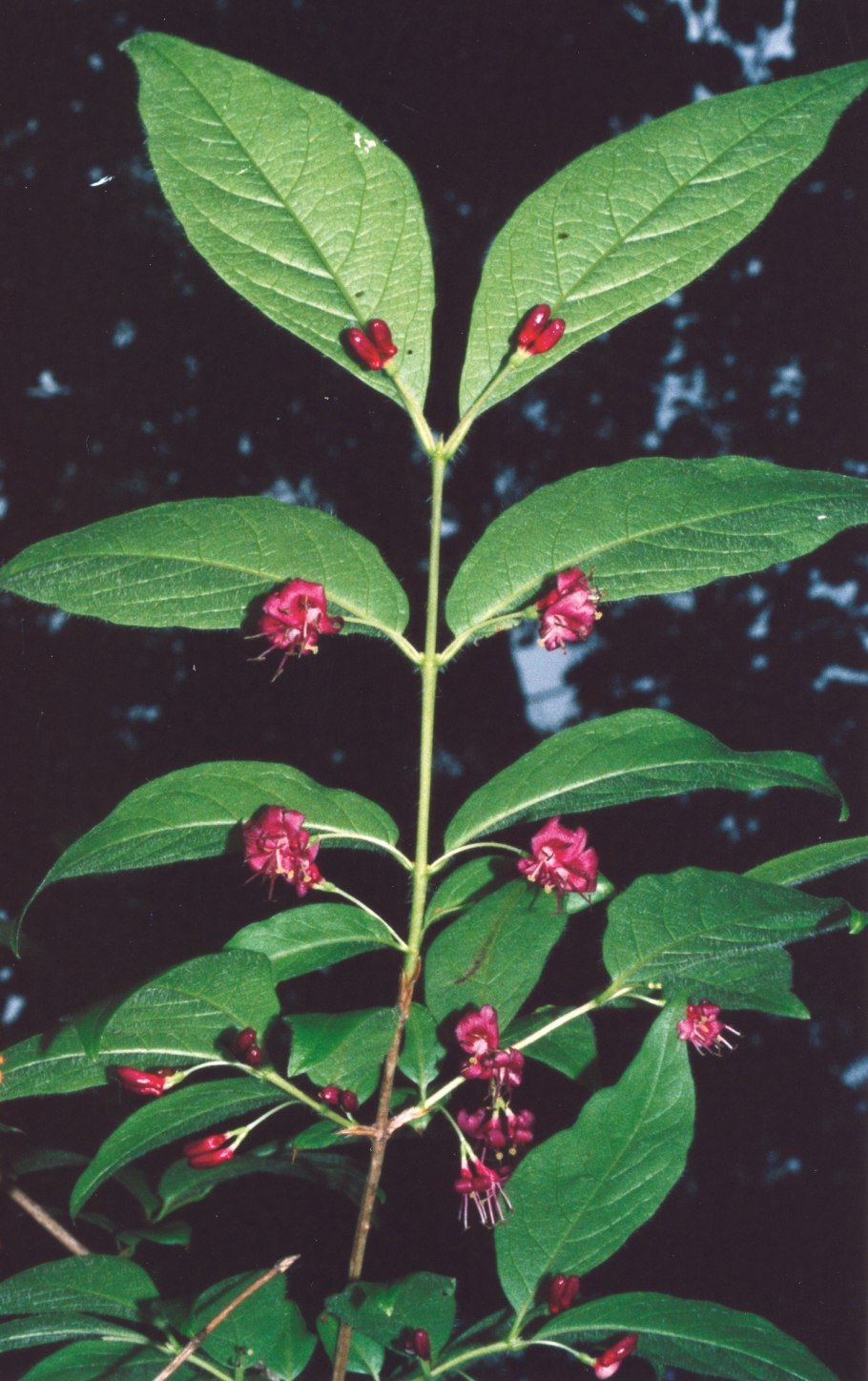 Жимолость Максимовича куст