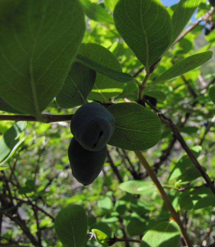 Жимолость съедобная (Lonicera edulis)