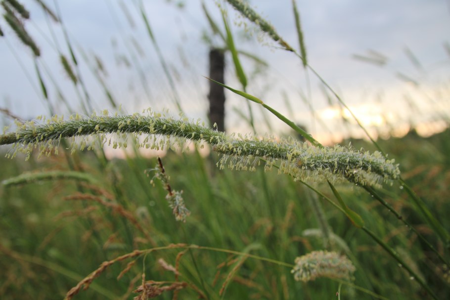 Тимофеевка (Phleum)