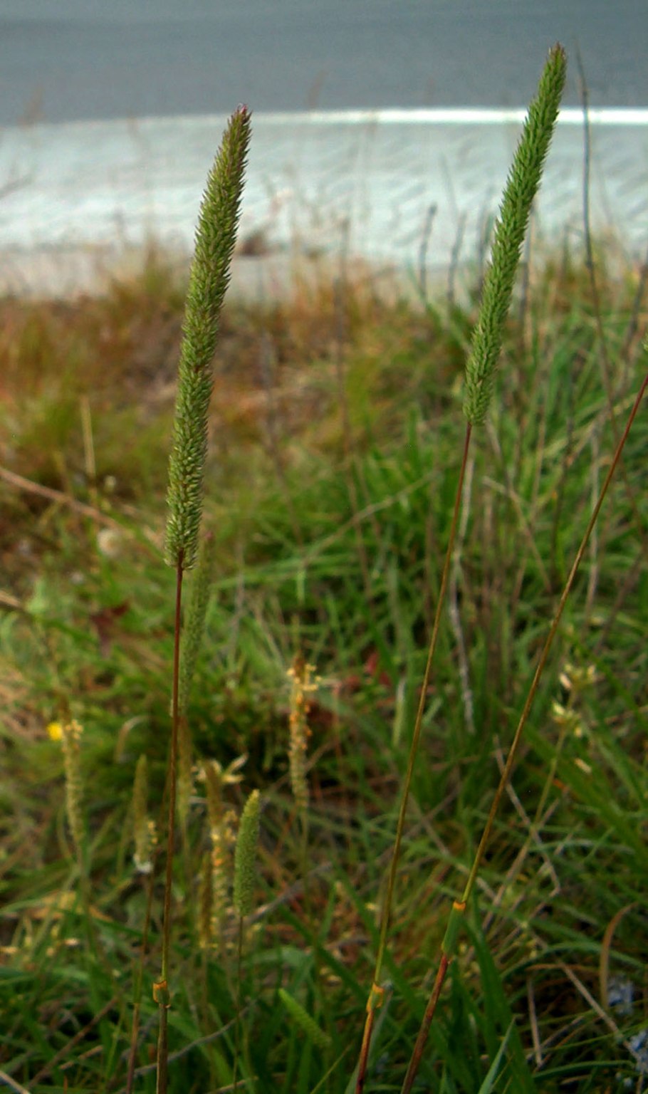 Тимофеевка Луговая (Phleum pratense)