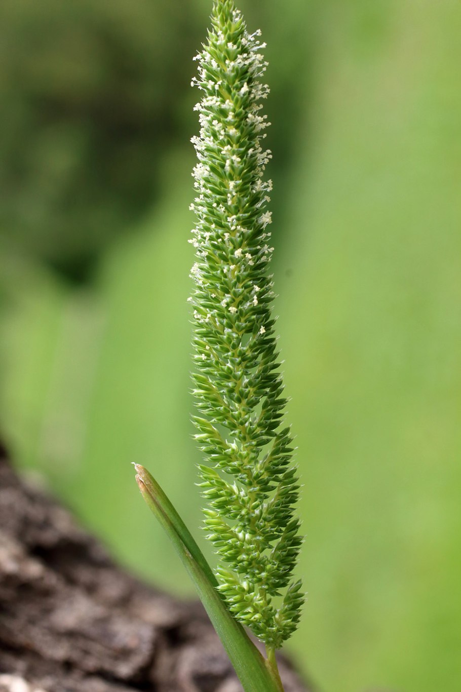 Тимофеевка луговая (phleum pratense)