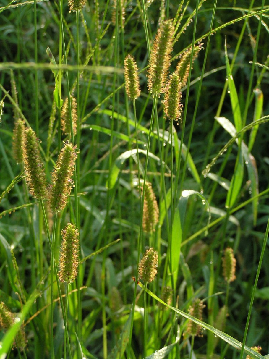 Сетария щетинник