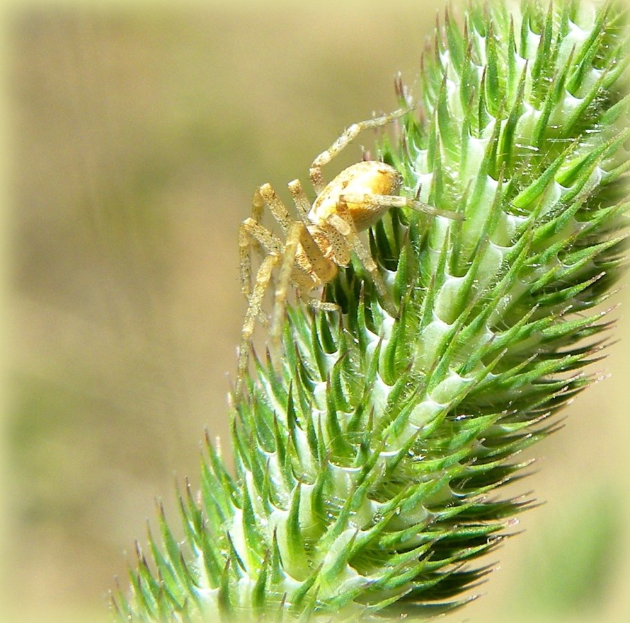 Тимофеевка трава