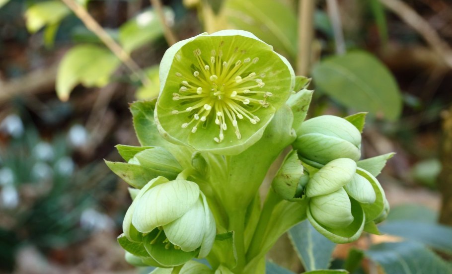 Морозник цветок Лесной