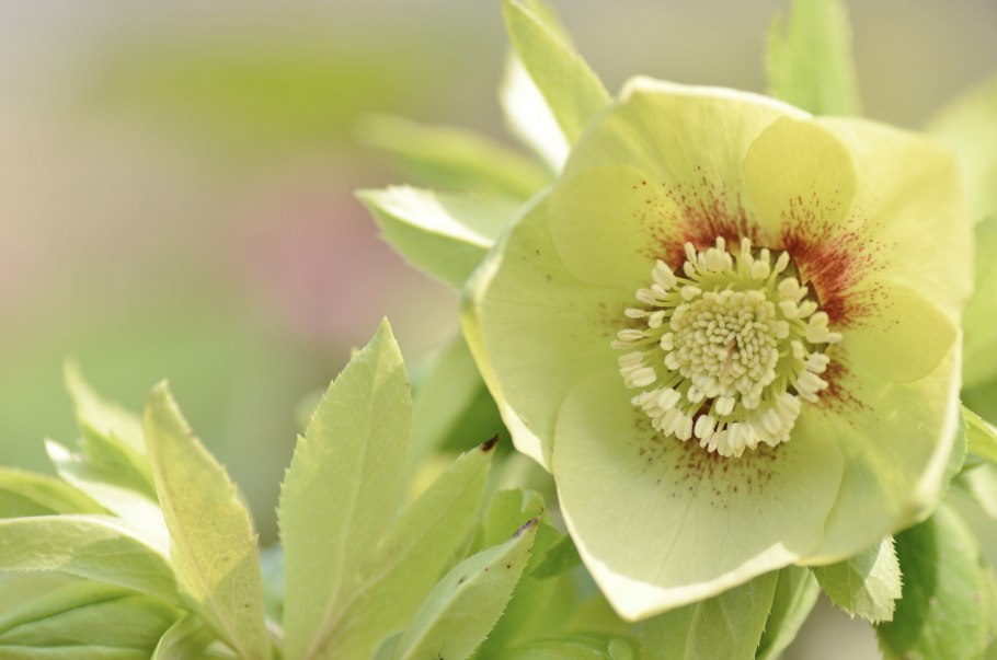 Хелеборус зеленый