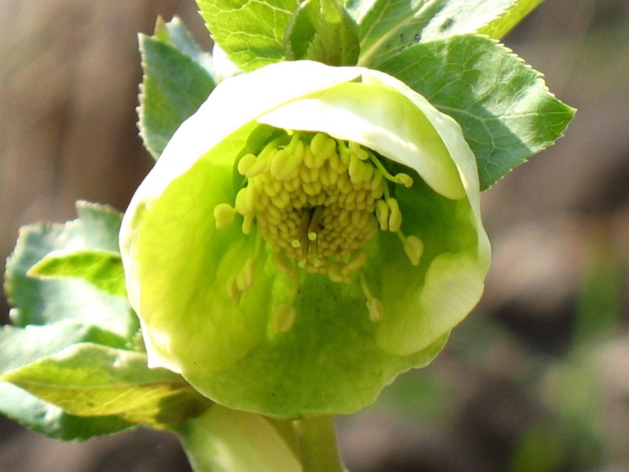 Геллеборус цветок