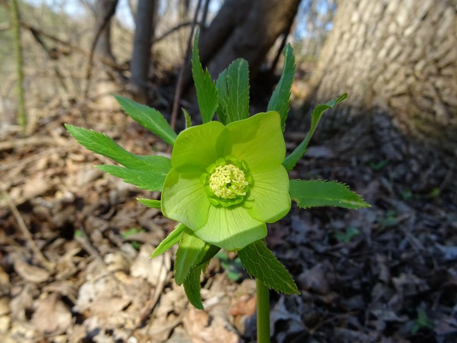 Helleborus cyclophyllus