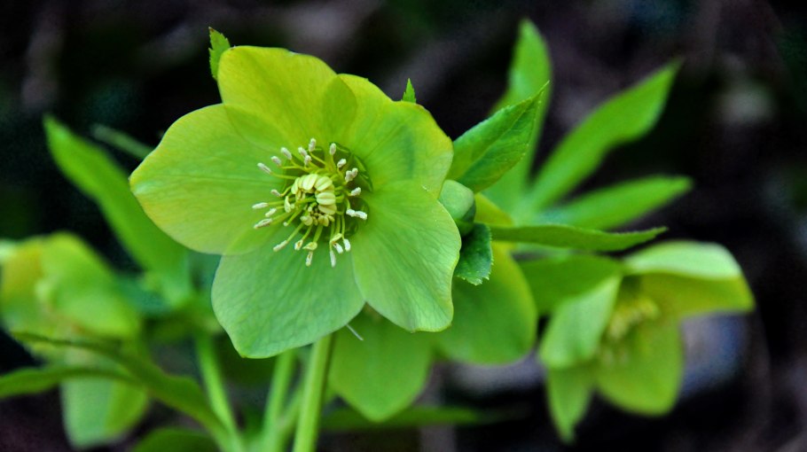 Морозник Helleborus argutifolius