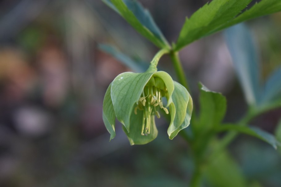 Морозник кавказский