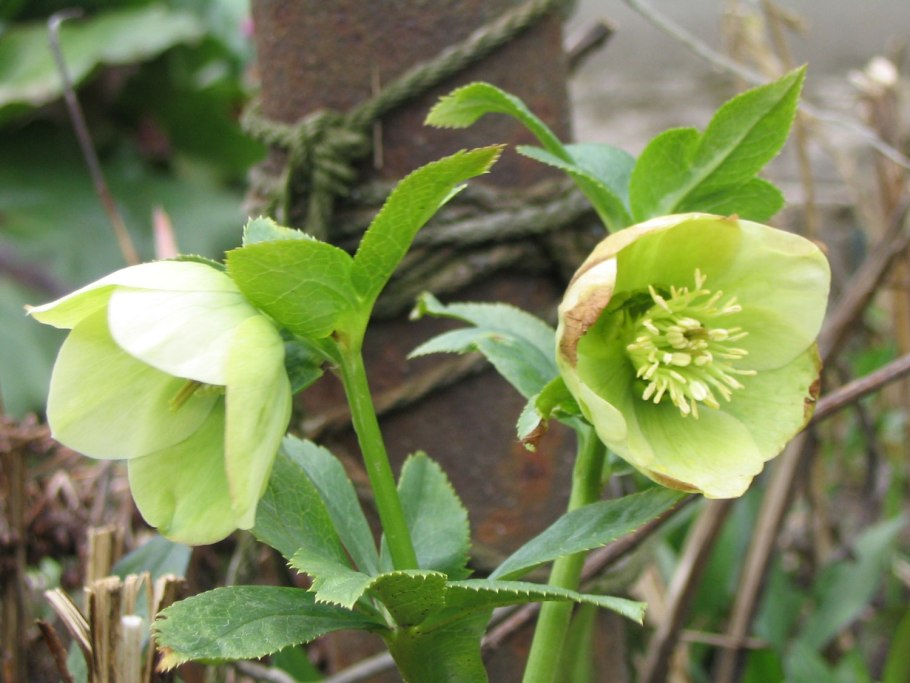 Морозник Helleborus argutifolius р9