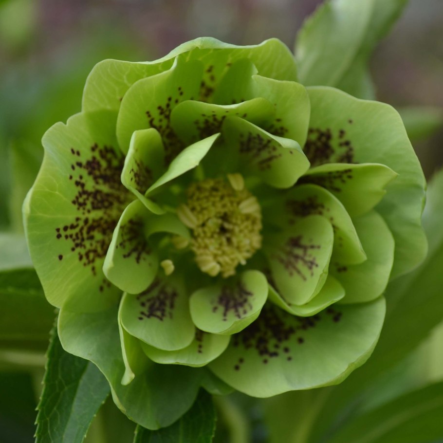 Helleborus caucasicus соцветие
