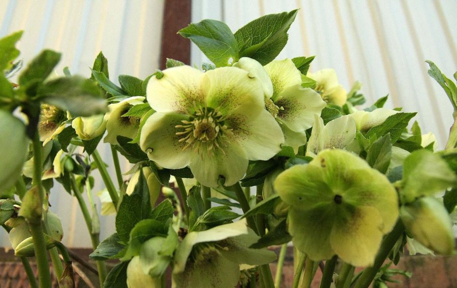 Морозник корсиканский Helleborus argutifolius