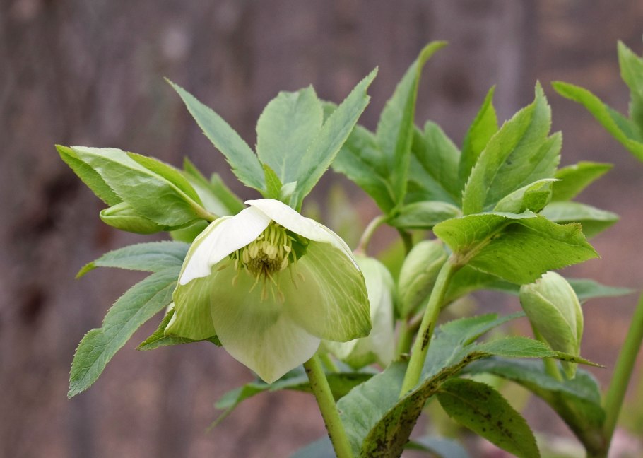 Морозник (Helleborus) кавказский