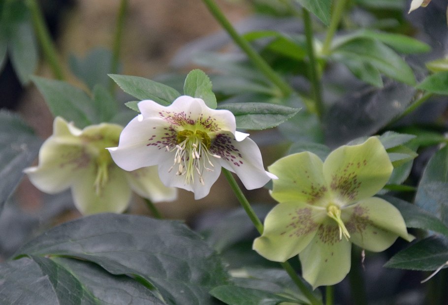 Морозник кавказский (Helleborus caucasicus)