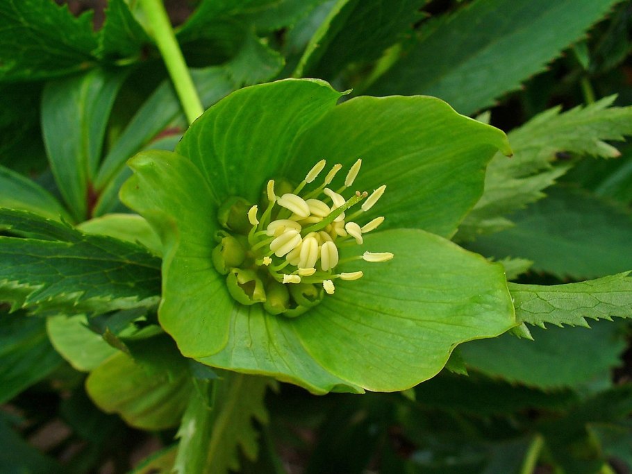 Морозник Helleborus