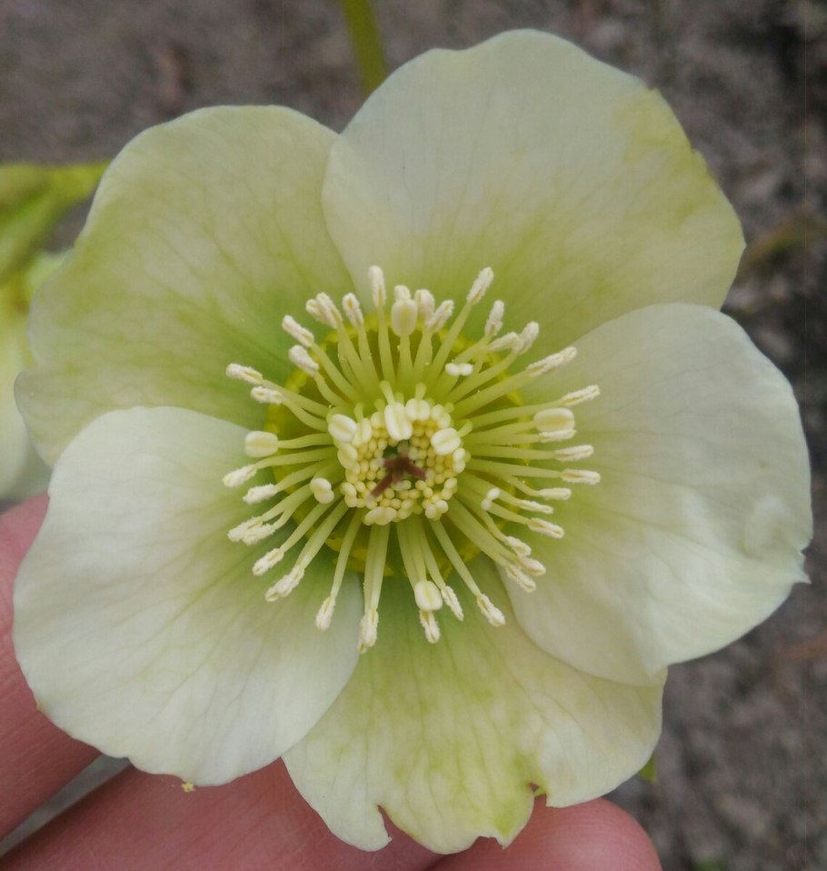 Морозник лимонный