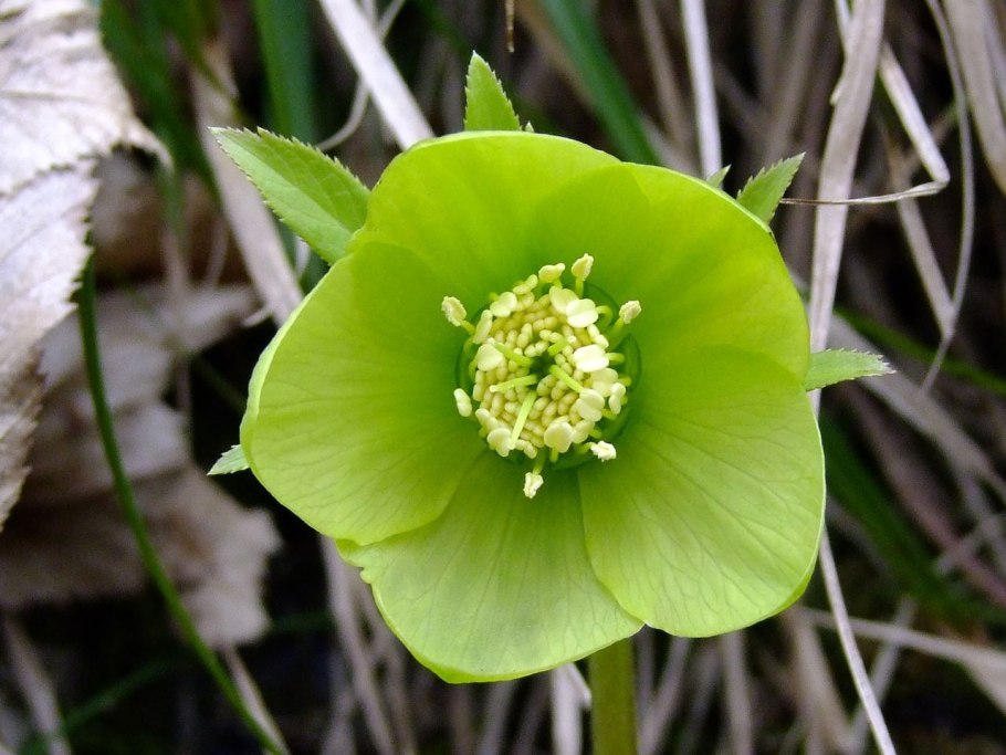Морозник (Helleborus) кавказский