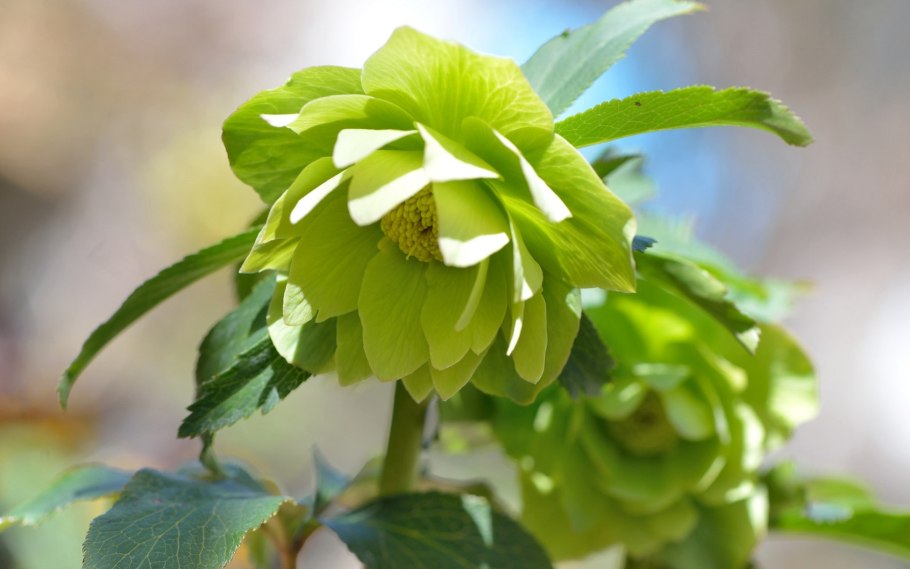 Хелеборус зеленый