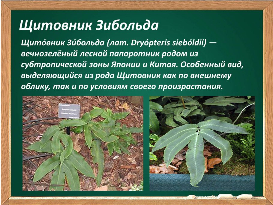 Боярышниковый Щитовник