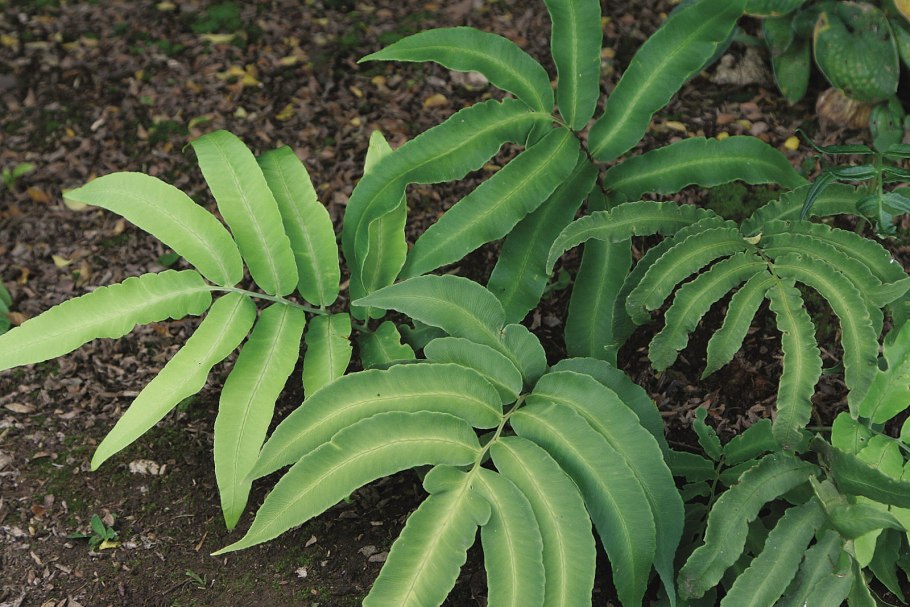 Щитовник sieboldii