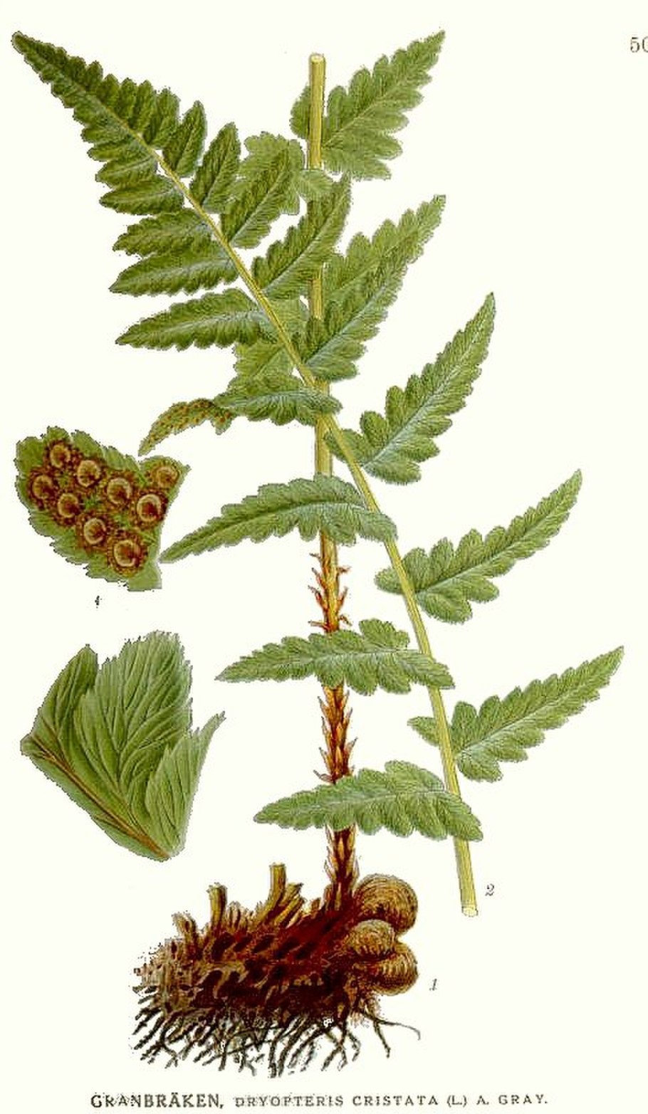 Щитовник(dryopteris) Mexica