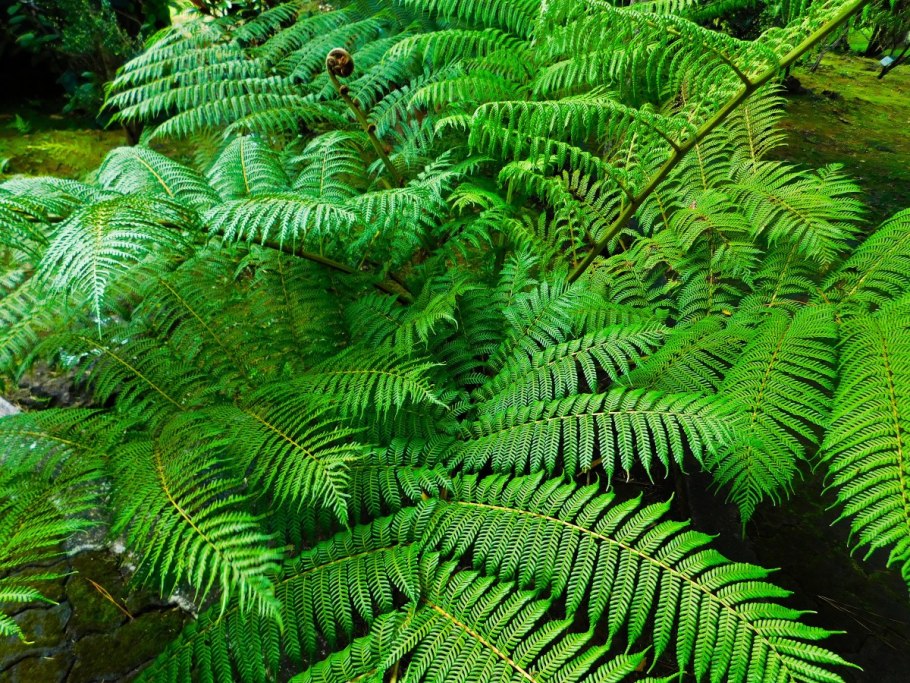 Многорядник Щитовник толстокорневищный