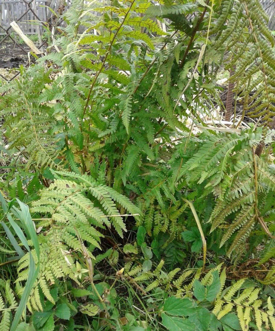 Орляк обыкновенный (Pteridium aquilinum)