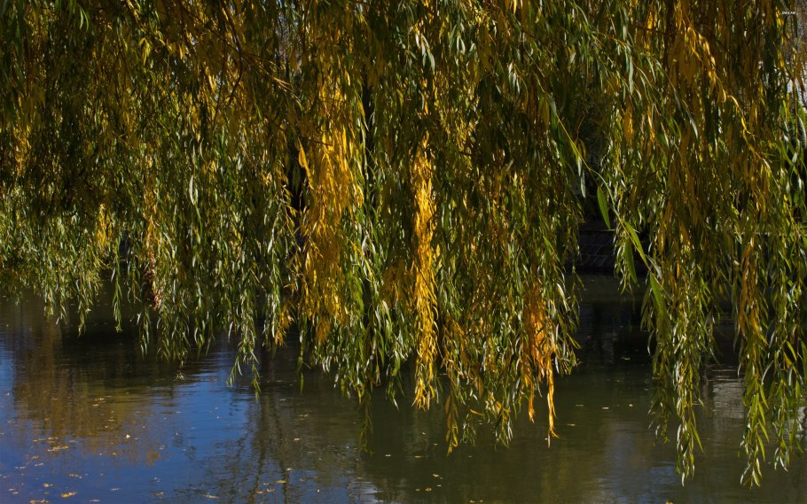 Плакучая Ива дерево