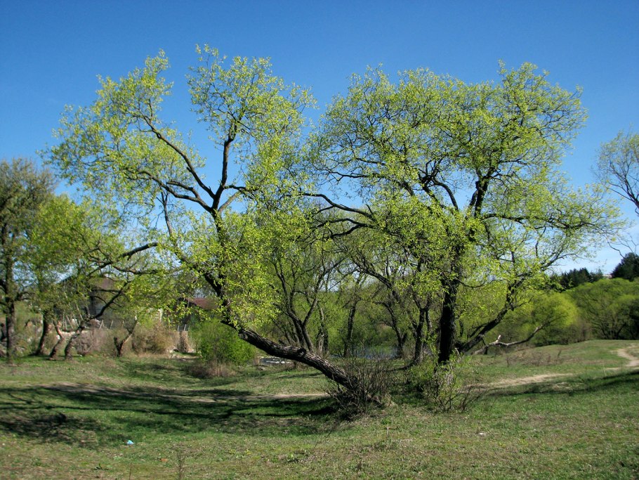 Ива белая (ветла) Salix Alba