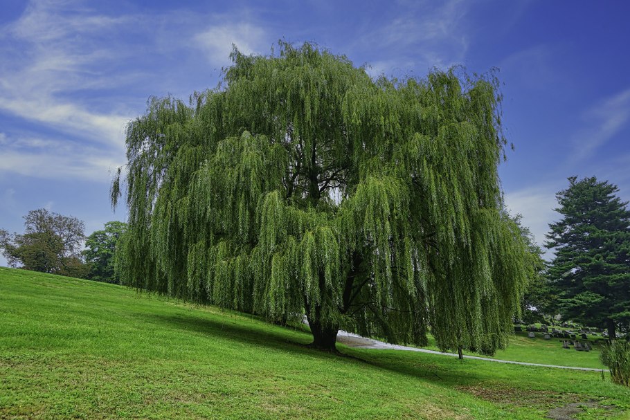 Weeping willow tree
