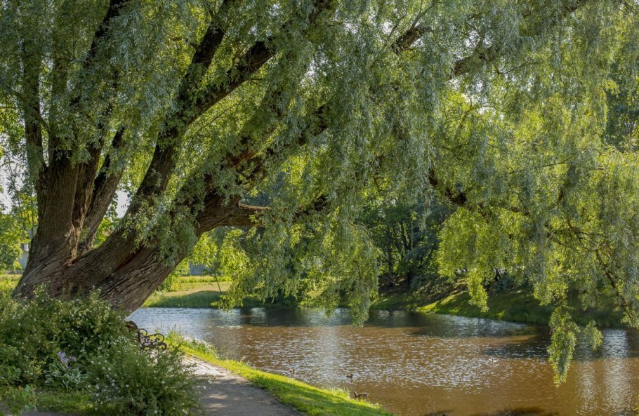 Ива Вавилонская Урал