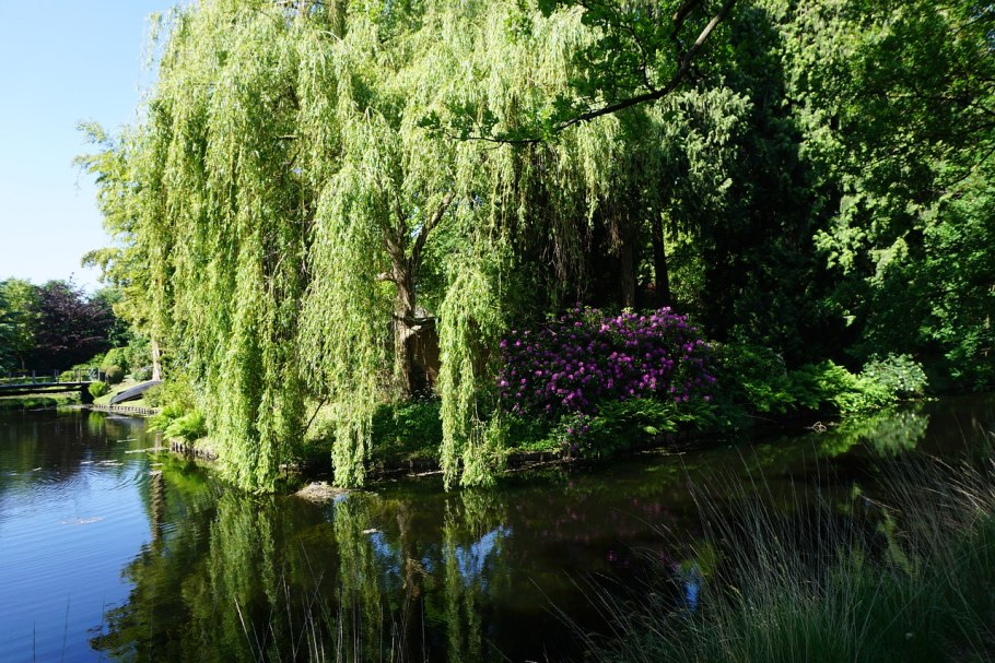 Ива белая (Salix Alba)