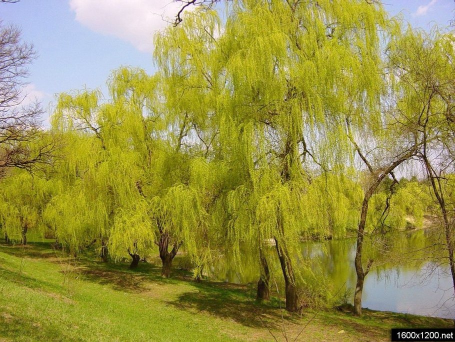 Ива белая плакучая